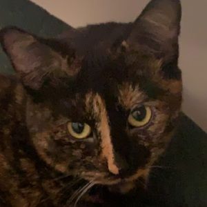 Meet your Posher, Sydney